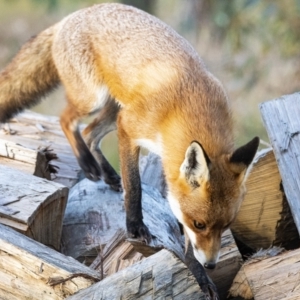 Vulpes vulpes at Googong, NSW - 23 Jun 2022