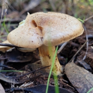 Cortinarius sp. at O'Connor, ACT - 28 Jun 2022 01:01 PM