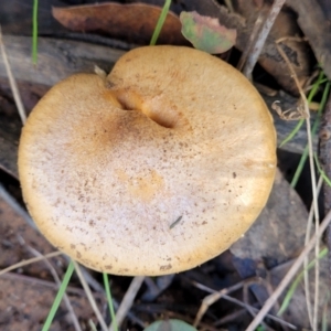 Cortinarius sp. at O'Connor, ACT - 28 Jun 2022