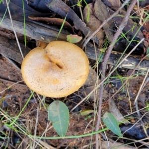 Cortinarius sp. at O'Connor, ACT - 28 Jun 2022