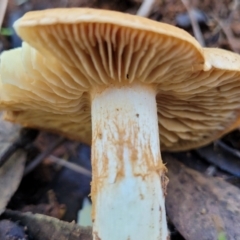 Cortinarius sp. at O'Connor, ACT - 28 Jun 2022 01:01 PM