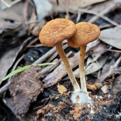 Unidentified Cap on a stem; gills below cap [mushrooms or mushroom-like] at Dryandra St Woodland - 28 Jun 2022 by trevorpreston