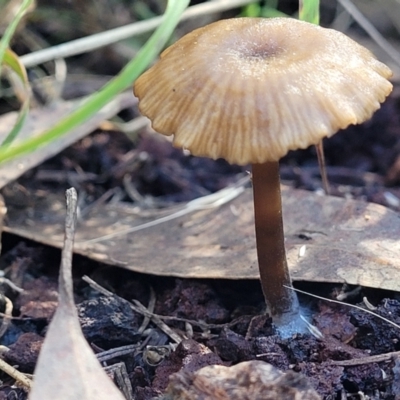 Unidentified Cap on a stem; gills below cap [mushrooms or mushroom-like] at Dryandra St Woodland - 28 Jun 2022 by trevorpreston