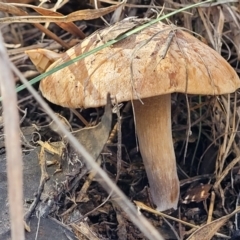 Cortinarius sp. (Cortinarius) at Dryandra St Woodland - 28 Jun 2022 by trevorpreston