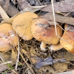 Cortinarius sp. at O'Connor, ACT - 28 Jun 2022