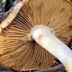 Cortinarius sp. at O'Connor, ACT - 28 Jun 2022