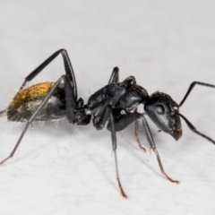 Camponotus aeneopilosus (A Golden-tailed sugar ant) at Melba, ACT - 26 Jun 2022 by kasiaaus