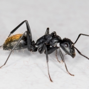 Camponotus aeneopilosus at Melba, ACT - 26 Jun 2022