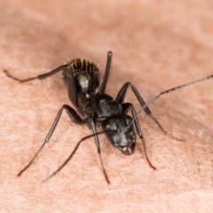 Camponotus aeneopilosus at Melba, ACT - 26 Jun 2022