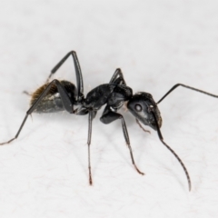 Camponotus aeneopilosus at Melba, ACT - 26 Jun 2022