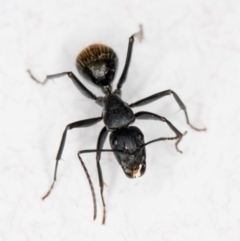 Camponotus aeneopilosus at Melba, ACT - 26 Jun 2022