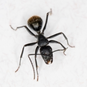 Camponotus aeneopilosus at Melba, ACT - 26 Jun 2022