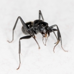 Camponotus aeneopilosus at Melba, ACT - 26 Jun 2022