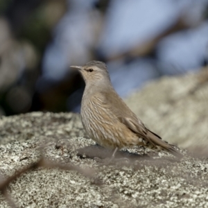 Climacteris picumnus victoriae at Tennent, ACT - 27 Jun 2022