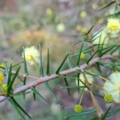 Acacia ulicifolia (Prickly Moses) at Isaacs Ridge and Nearby - 28 Jun 2022 by Mike