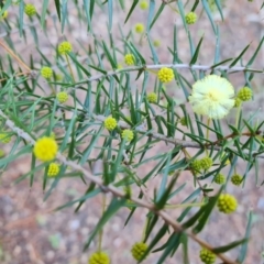 Acacia ulicifolia at Isaacs, ACT - 28 Jun 2022