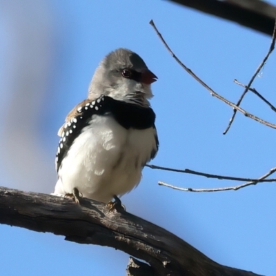 Stagonopleura guttata (Diamond Firetail) at Tennent, ACT - 27 Jun 2022 by jb2602