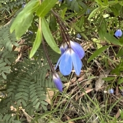 Billardiera heterophylla (Western Australian Bluebell Creeper) at Bruce Ridge - 18 Jan 2022 by Wendyp5