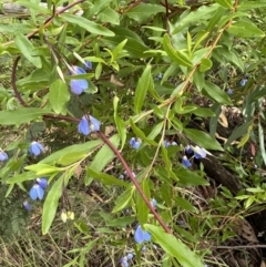 Billardiera heterophylla at O'Connor, ACT - 19 Jan 2022