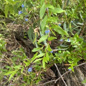 Billardiera heterophylla at O'Connor, ACT - 19 Jan 2022 10:03 AM