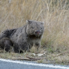 Vombatus ursinus (Common Wombat, Bare-nosed Wombat) at Tennent, ACT - 27 Jun 2022 by trevsci