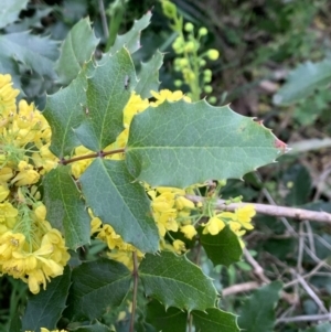 Berberis aquifolium at O'Connor, ACT - 19 Sep 2021 09:28 AM