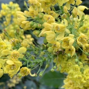 Berberis aquifolium at O'Connor, ACT - 19 Sep 2021 09:28 AM