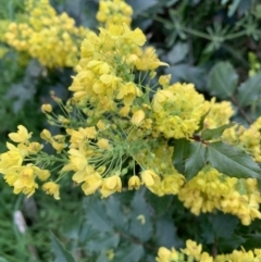 Berberis aquifolium at O'Connor, ACT - 19 Sep 2021 09:28 AM