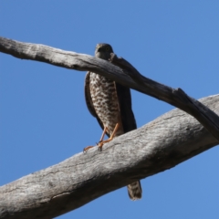 Tachyspiza cirrocephala (Collared Sparrowhawk) at Tennent, ACT - 27 Jun 2022 by jb2602