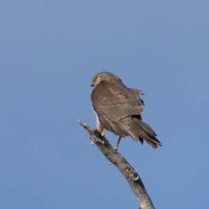 Accipiter cirrocephalus at Tennent, ACT - 27 Jun 2022