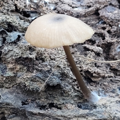 Unidentified Cap on a stem; gills below cap [mushrooms or mushroom-like] at Gungaderra Grasslands - 28 Jun 2022 by trevorpreston