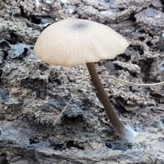 Unidentified Cap on a stem; gills below cap [mushrooms or mushroom-like] (TBC) at Crace, ACT - 28 Jun 2022 by trevorpreston