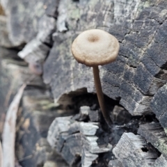 Unidentified Cap on a stem; gills below cap [mushrooms or mushroom-like] at Gungaderra Grasslands - 28 Jun 2022 by trevorpreston