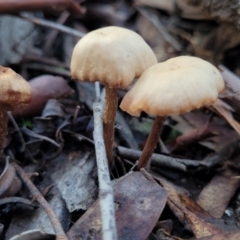 Unidentified Cap on a stem; gills below cap [mushrooms or mushroom-like] (TBC) at Gungaderra Grasslands - 28 Jun 2022 by trevorpreston
