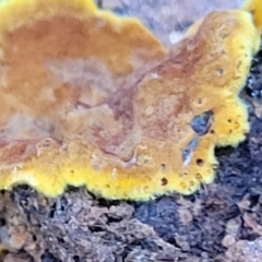 Corticioid fungi at Gungaderra Grasslands - 28 Jun 2022 by trevorpreston
