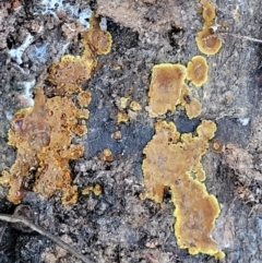 Corticioid fungi at Crace, ACT - 28 Jun 2022