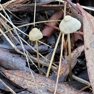 Mycena sp. at Crace, ACT - 28 Jun 2022