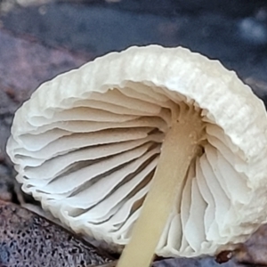 Mycena sp. at Crace, ACT - 28 Jun 2022