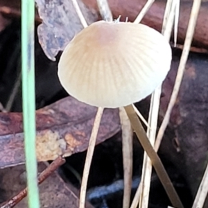 Mycena sp. at Crace, ACT - 28 Jun 2022 04:07 PM