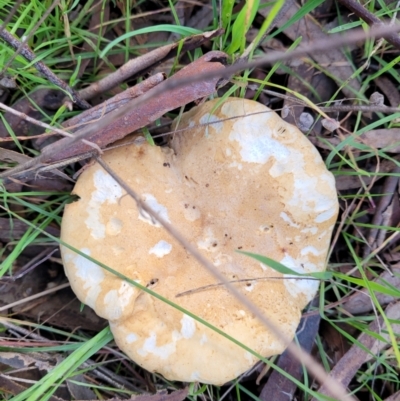 Unidentified Cap on a stem; gills below cap [mushrooms or mushroom-like] at Gungaderra Grasslands - 28 Jun 2022 by trevorpreston