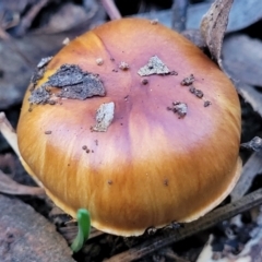 Cortinarius sp. (Cortinarius) at Gungaderra Grasslands - 28 Jun 2022 by trevorpreston