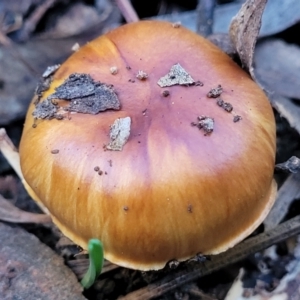 Cortinarius sp. at Kaleen, ACT - 28 Jun 2022 04:13 PM