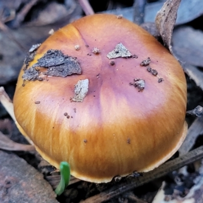 Cortinarius sp. (Cortinarius) at Kaleen, ACT - 28 Jun 2022 by trevorpreston