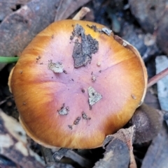 Cortinarius sp. at Kaleen, ACT - 28 Jun 2022