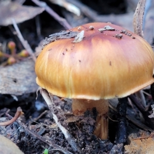 Cortinarius sp. at Kaleen, ACT - 28 Jun 2022 04:13 PM