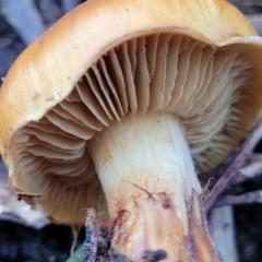 Cortinarius sp. at Kaleen, ACT - 28 Jun 2022 04:13 PM