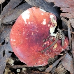 Russula sp. (genus) (Russula) at Kaleen, ACT - 28 Jun 2022 by trevorpreston