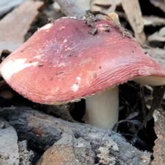 Russula sp. (genus) at Kaleen, ACT - 28 Jun 2022