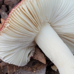 Russula sp. (genus) at Kaleen, ACT - 28 Jun 2022