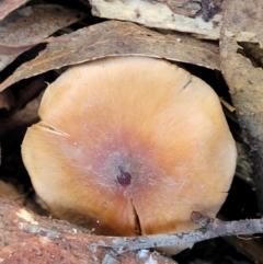 Unidentified Cap on a stem; gills below cap [mushrooms or mushroom-like] at Gungaderra Grasslands - 28 Jun 2022 by trevorpreston